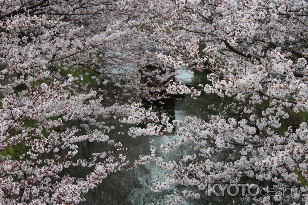 伏見十石舟と桜