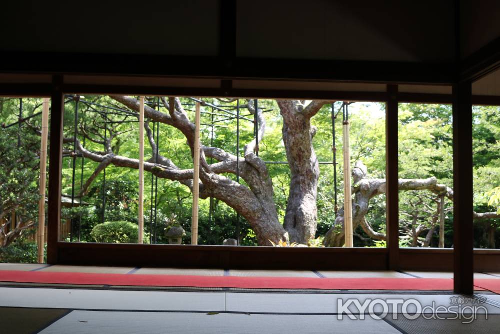 宝泉院　五葉松