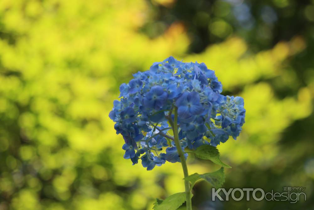 柳谷観音楊谷寺　あじさい3