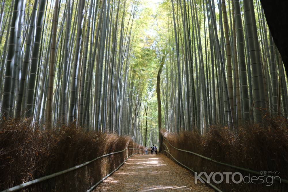 嵐山　竹林