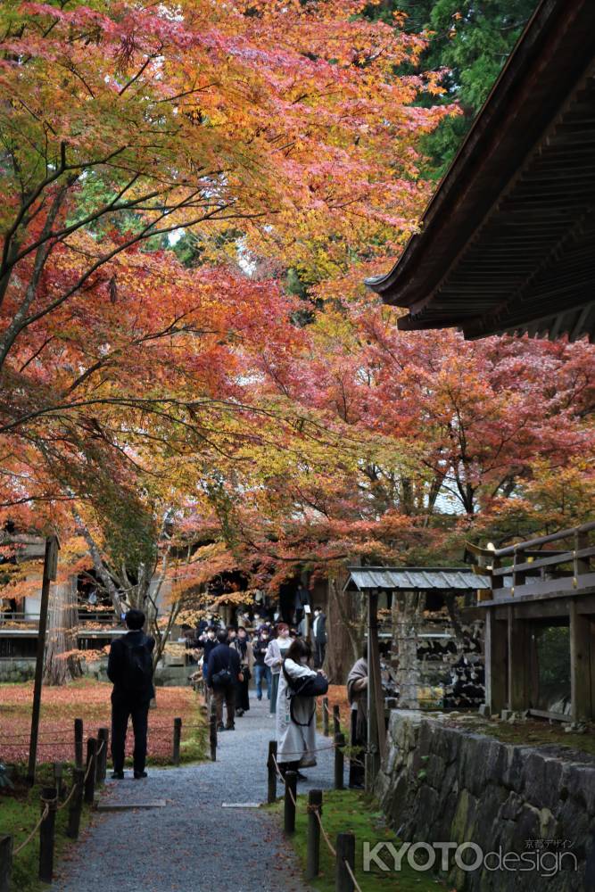 大原　三千院の紅葉11