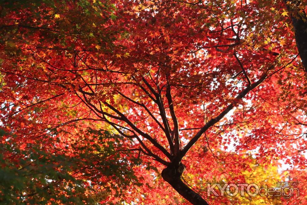 大原　三千院の紅葉