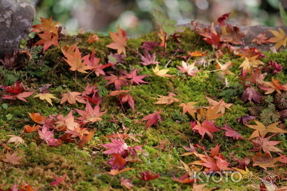 高山寺　石水院の紅葉8