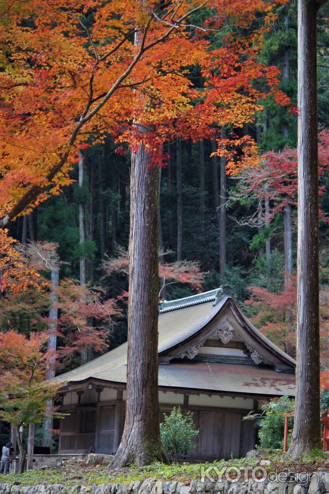 高山寺　金堂の紅葉1