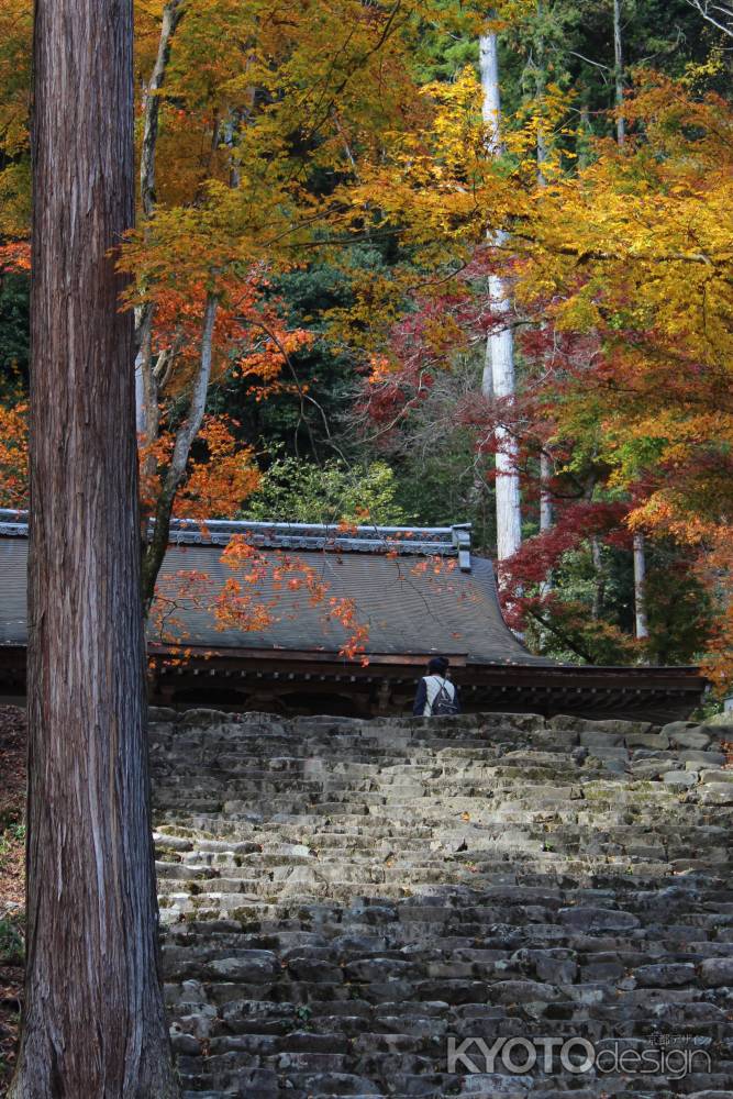 高山寺　金堂の紅葉3