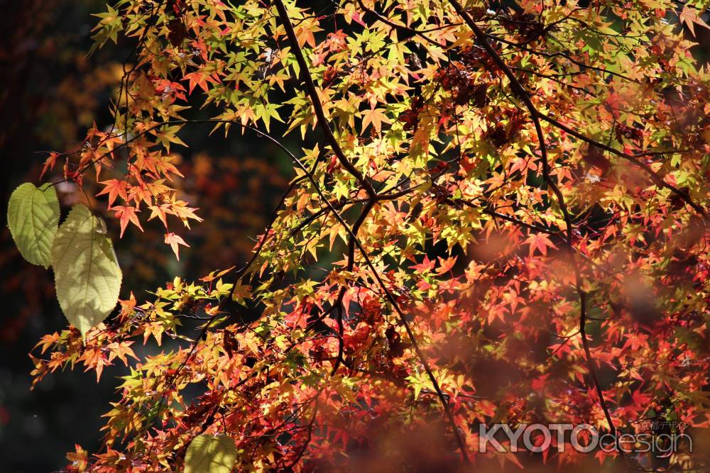 高山寺　石水院の紅葉14