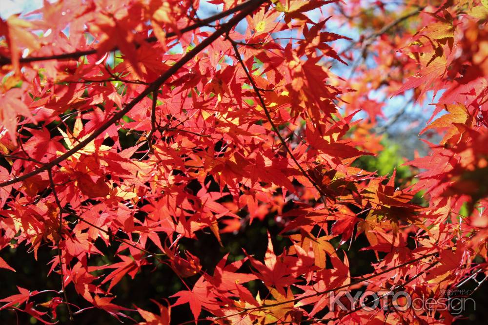 京都府立植物園　紅葉6