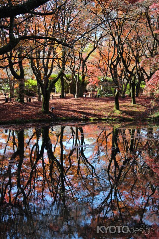 京都府立植物園の紅葉3