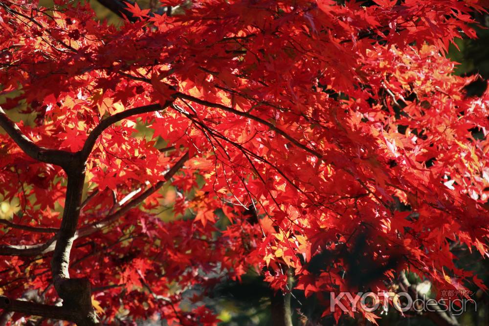 京都府立植物園の紅葉