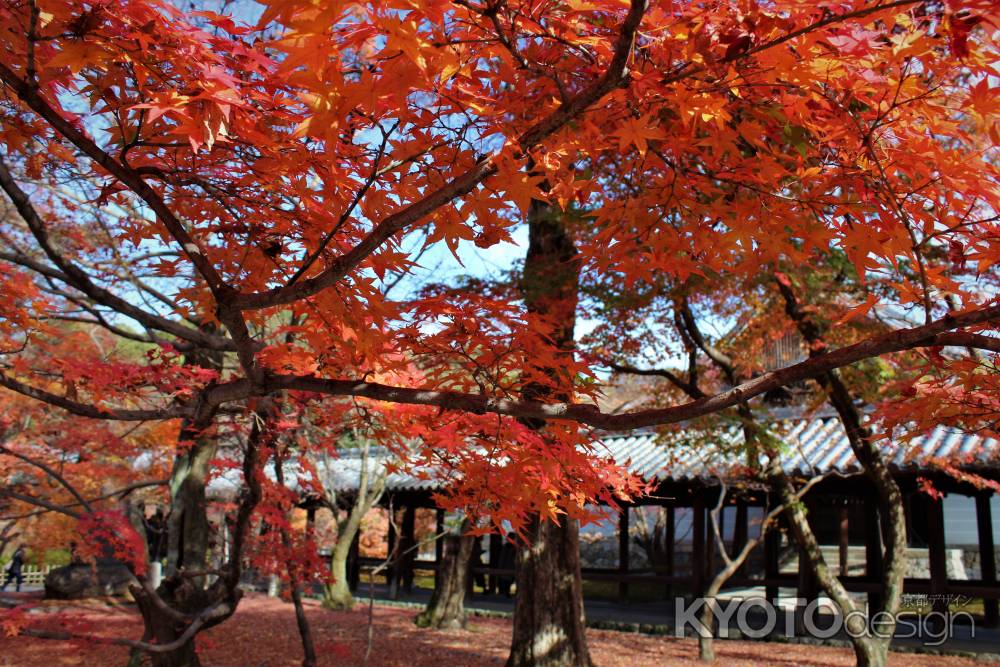 東福寺　紅葉14