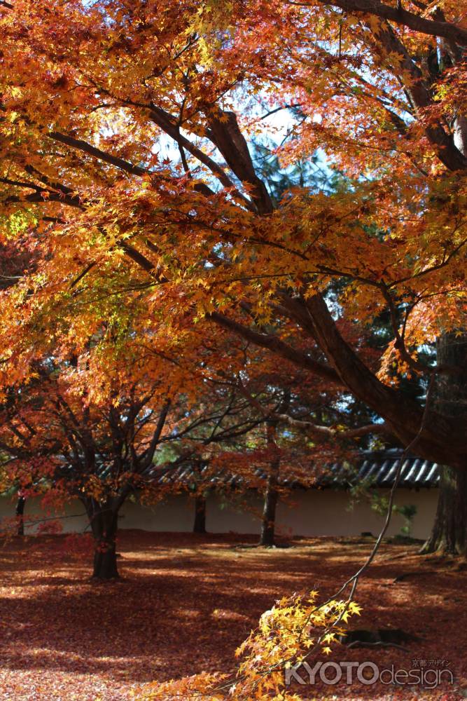 東福寺　紅葉12