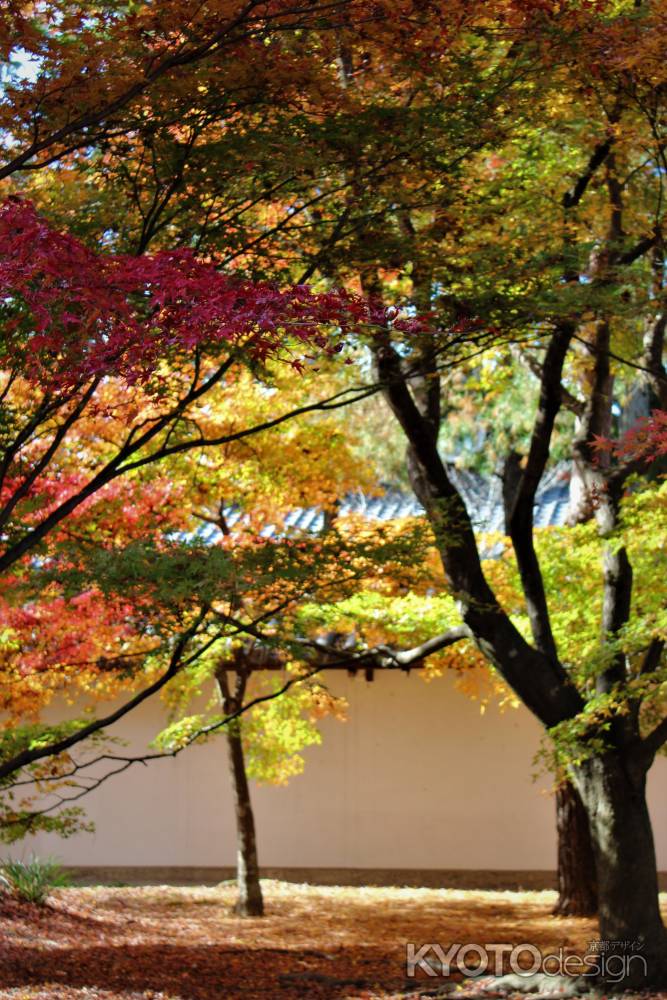 東福寺　紅葉16