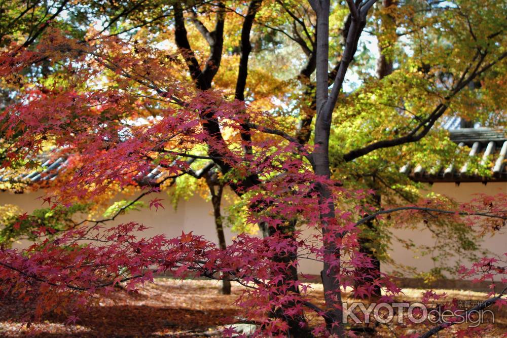 東福寺　紅葉15