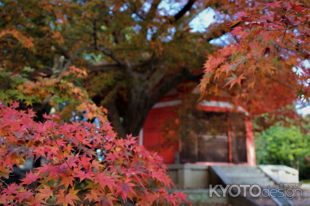 東福寺　愛染堂　紅葉2