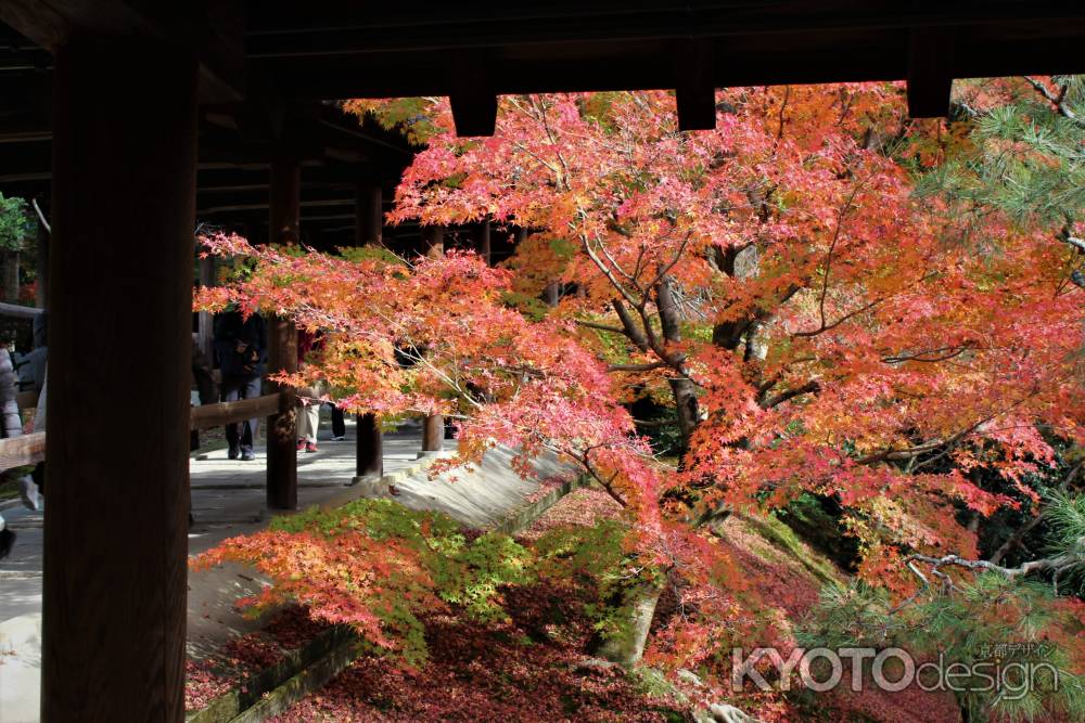 東福寺　紅葉9