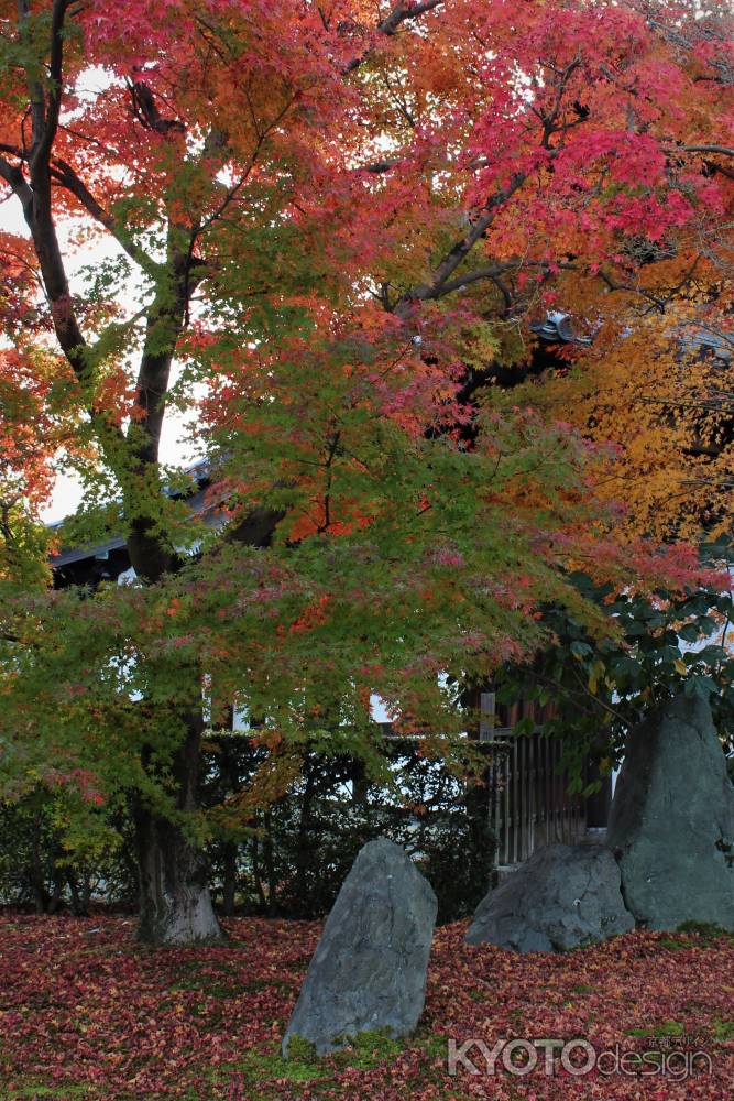 東福寺　紅葉5