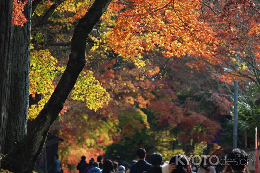 東福寺　紅葉4