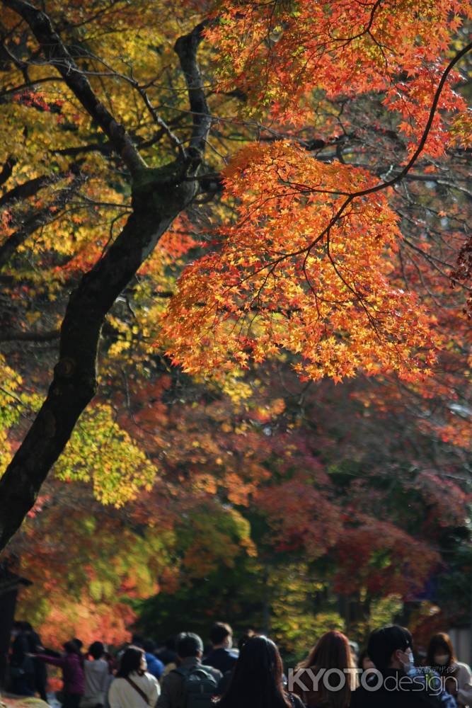 東福寺　紅葉3