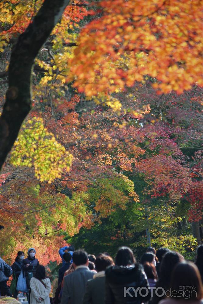 東福寺　紅葉2