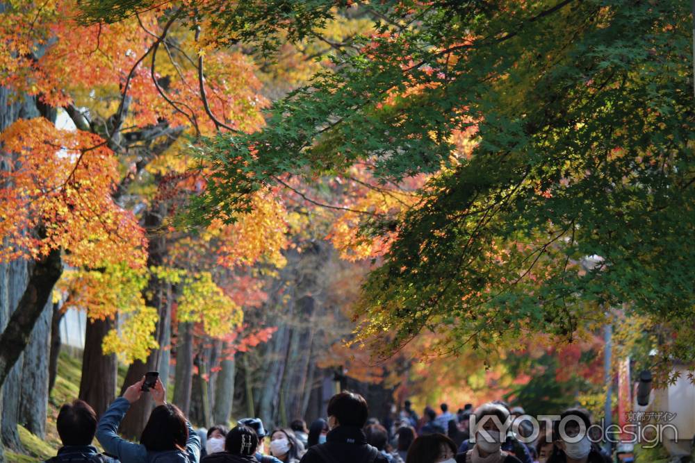 東福寺　紅葉1