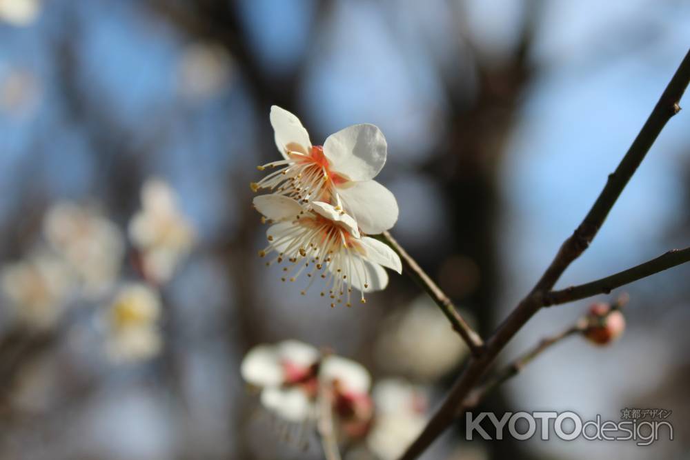 大覚寺　梅の花1