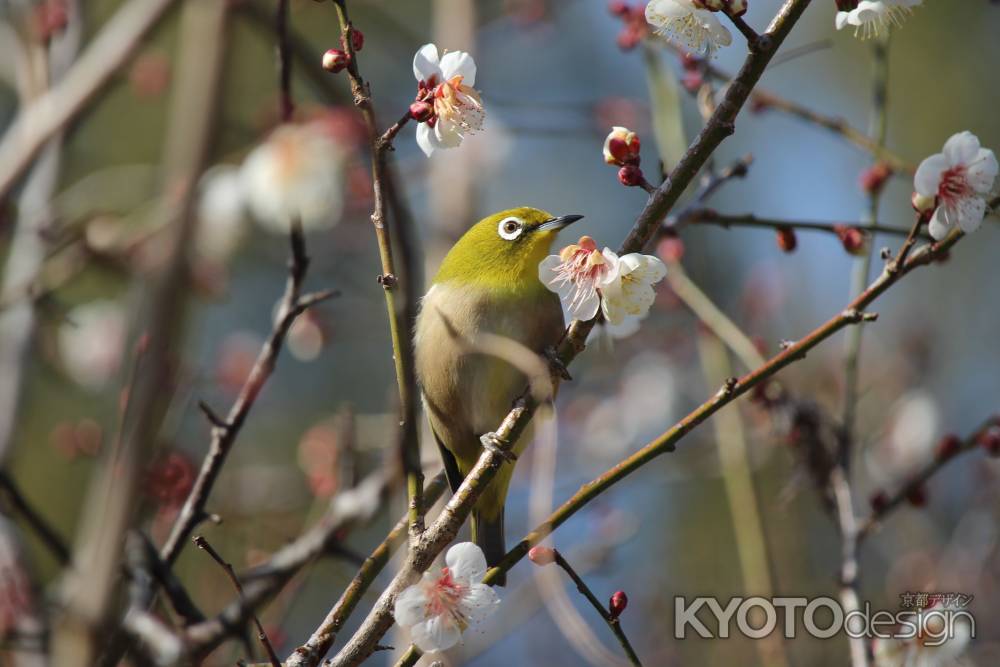 大覚寺　梅の花3