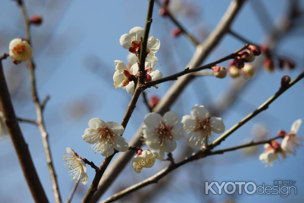 大覚寺　梅の花4