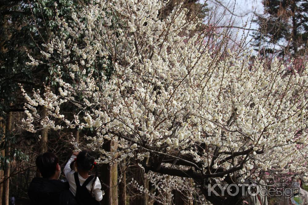 京都府立植物園　梅