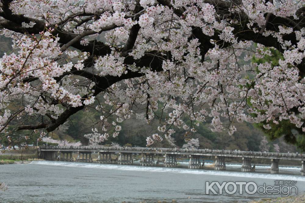 嵐山の桜