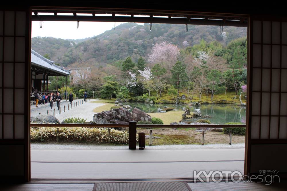 天龍寺　曹源池庭園桜