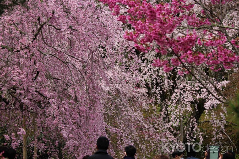 天龍寺　枝垂れ桜