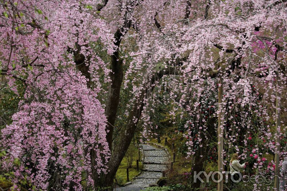 天龍寺　枝垂れ桜