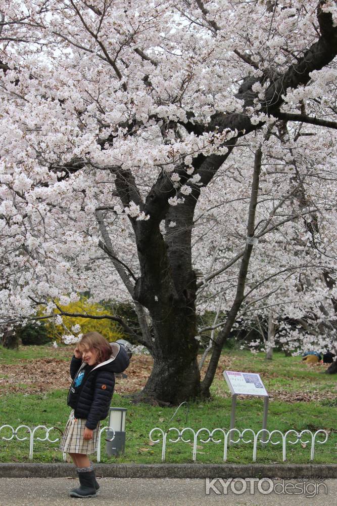 京都府立植物園　桜2