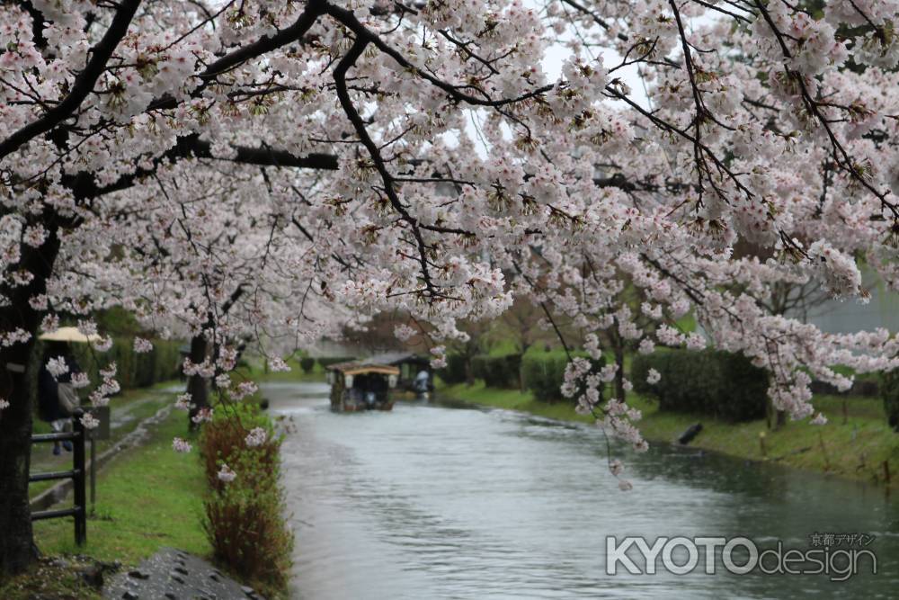 伏見十石舟と桜2