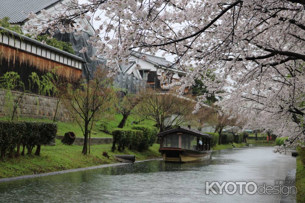 伏見十石舟と桜3