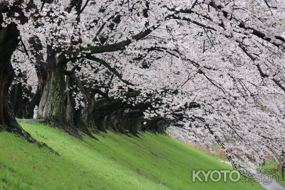 八幡市背割り堤桜