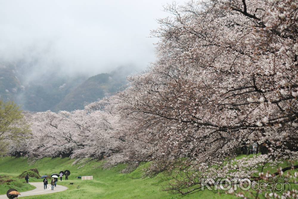 八幡市背割り堤桜