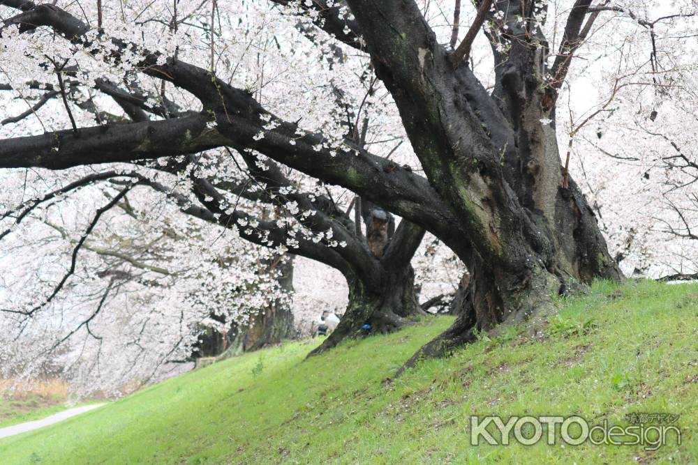 八幡市背割り堤桜5