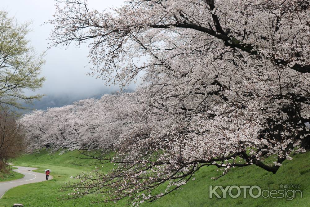 八幡背割り堤桜6