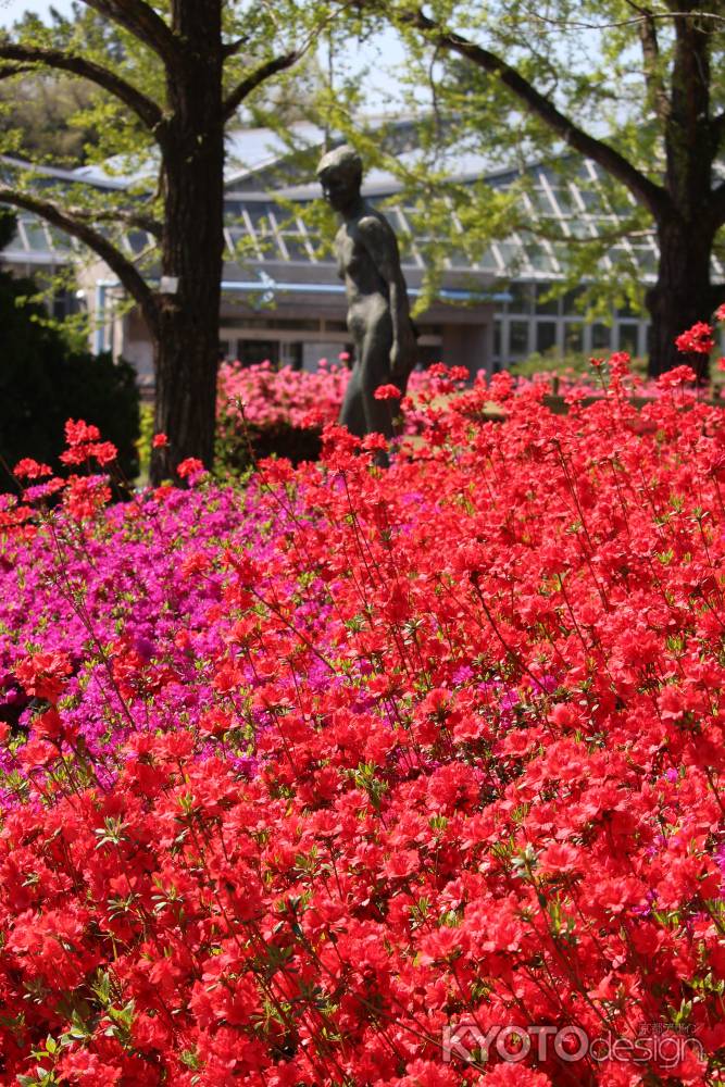 京都府立植物園のつつじ