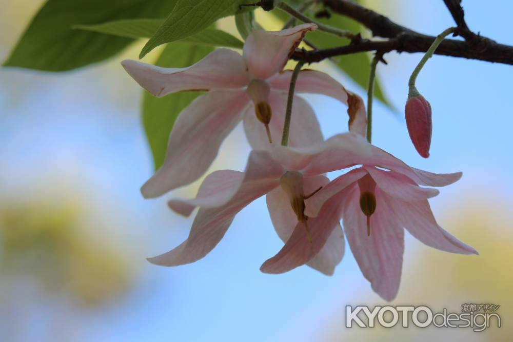 京都府立植物園のメリオデンドロンクシロカルプム