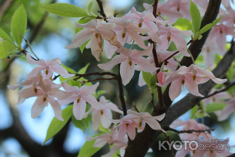 京都府立植物園のメリオデンドロンクシロカルプム2