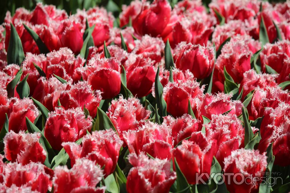 京都府立植物園のチューリップ