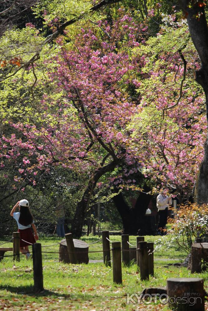 京都府立植物園