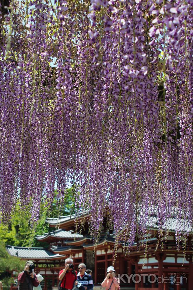 平等院　藤棚