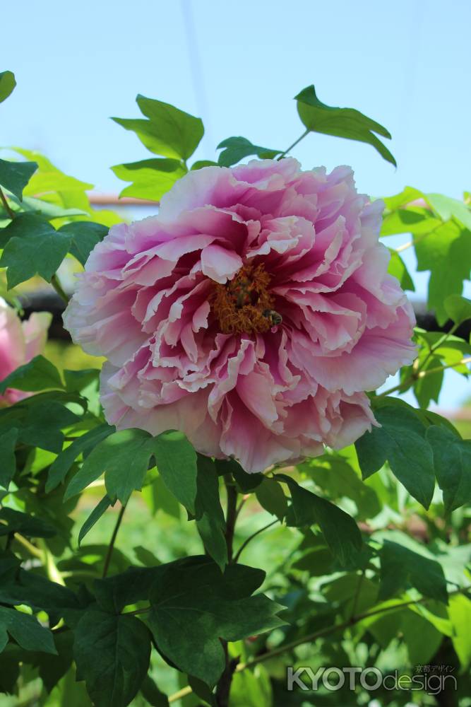 京都府立植物園　ボタン