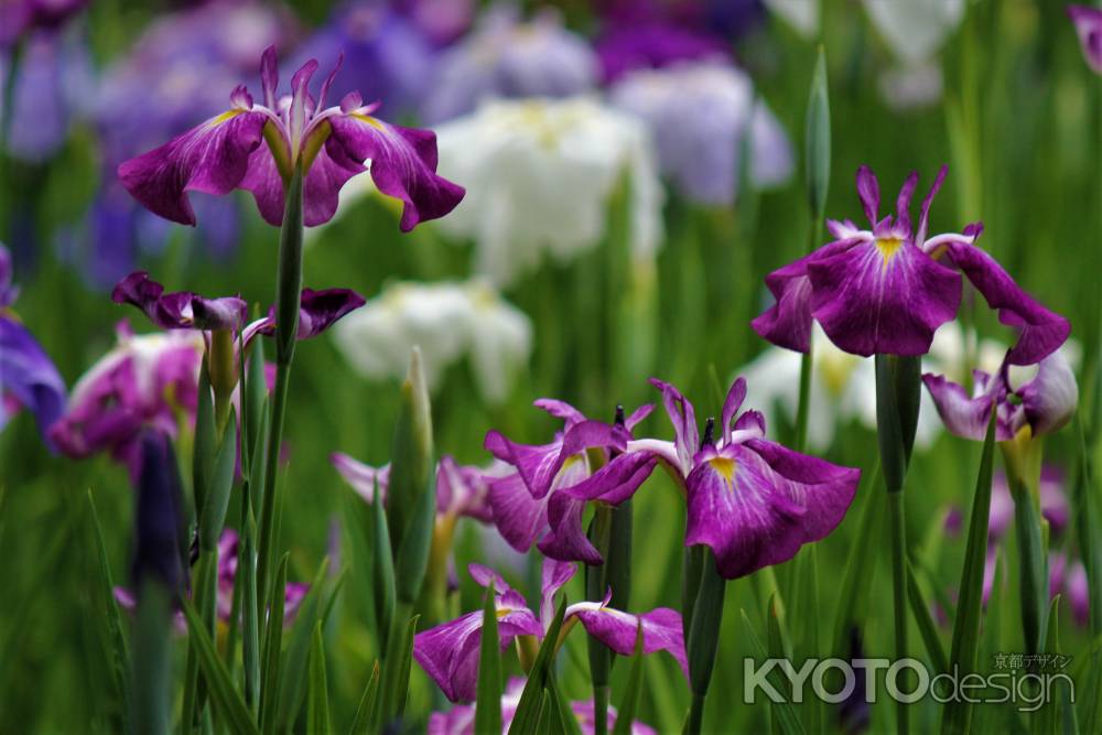 平安神宮　神苑　花菖蒲