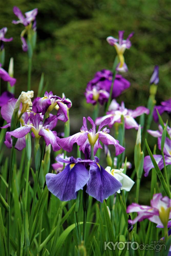 平安神宮　神苑　花菖蒲