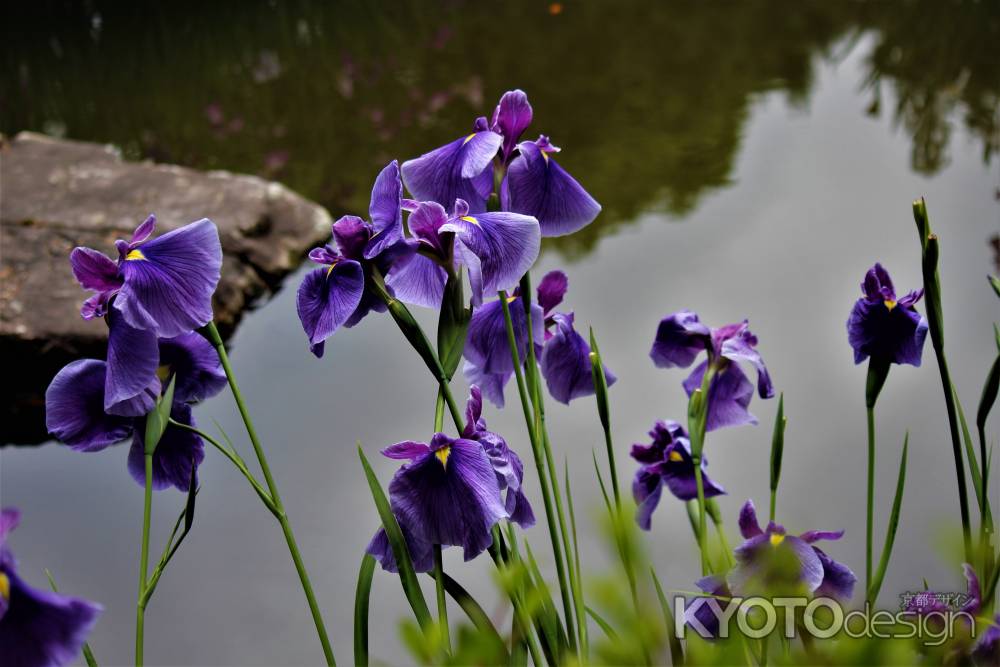 平安神宮　神苑　花菖蒲