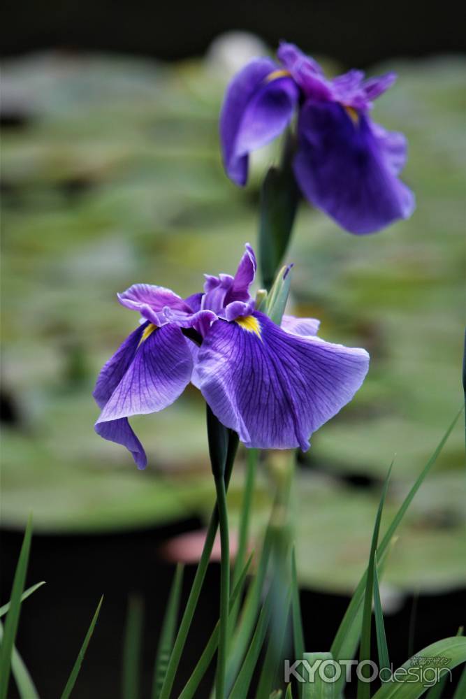 平安神宮　神苑　花菖蒲